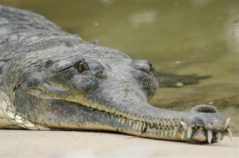 Crocodile Are Semiaquatic And Tend To Congregate In Freshwater H Stock