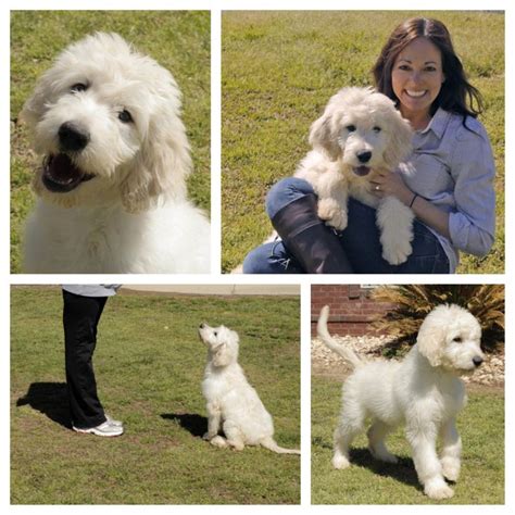 Goldendoodle puppies are available from as cheap as $500 to as expensive as $8770 (for an older puppy with some training). Temperaments | Teddybear Goldendoodles | Puppy time ...