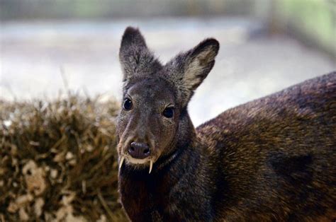 Rare Fanged Deer Spotted for the First Time in 60 Years