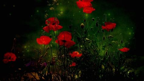 61 Red Poppy Wallpaper