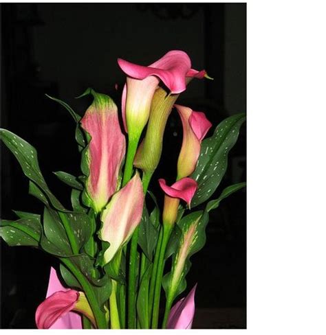 Pink Calla Lilies Image