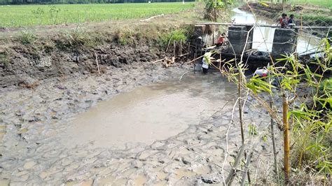 Di karenakan seringkali terdapat kasus di mana para peternak ikan air tawar tidak mengetahui jenis ikan yang cocok untuk diternakkan di daerah mereka tinggal dengan kondisi kolam yang mereka miliki. Ikan air tawar cilacap - YouTube