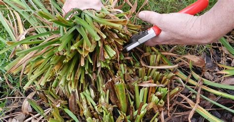 Cut Back Daylilies To Make Them Thrive