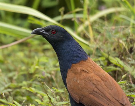 Details Greater Coucal Birdguides