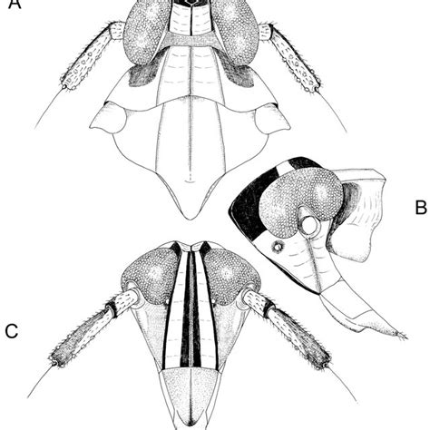 A Head And Thorax Dorsal View B Head Left Lateral View C Head