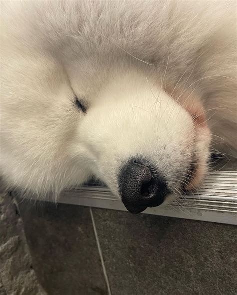 Samoyed Cafe Super Cute Dogs Ciee