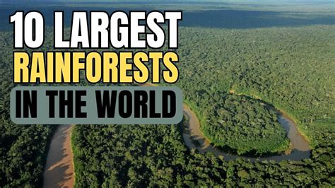Top 10 Largest Rainforests In The World Exploring Natures