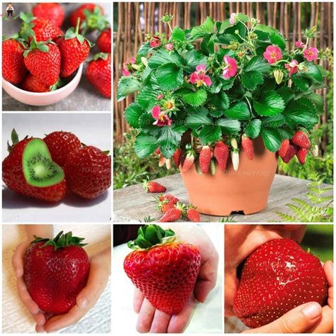 Maybe you would like to learn more about one of these? 1000pcs/bag gaint strawberry plant Organic fruit flores ...