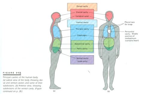 57 Best Physical Body Images On Pinterest Anatomy