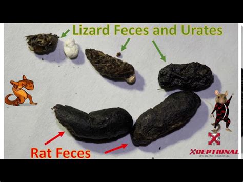 What Does Lizard Poop Look Like Animalspick