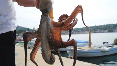 Octopus Stock Videos And Royalty Free Footage Istock