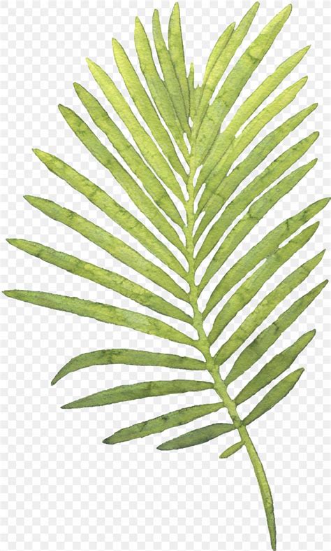 Palm Trees Watercolor Painting Leaf Png X Px Palm Trees