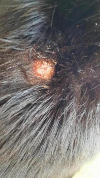 Advice Red Open Sore On Dogs Neck Tick Was Near By Dog Forum