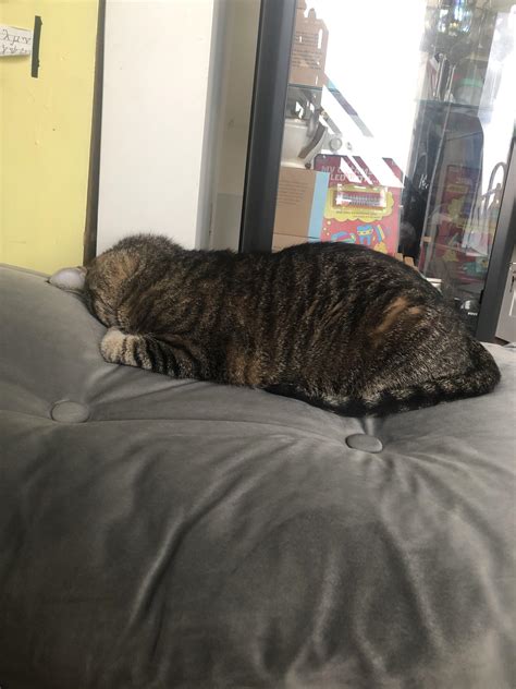 Lumpy loaf lad : catfaceplant