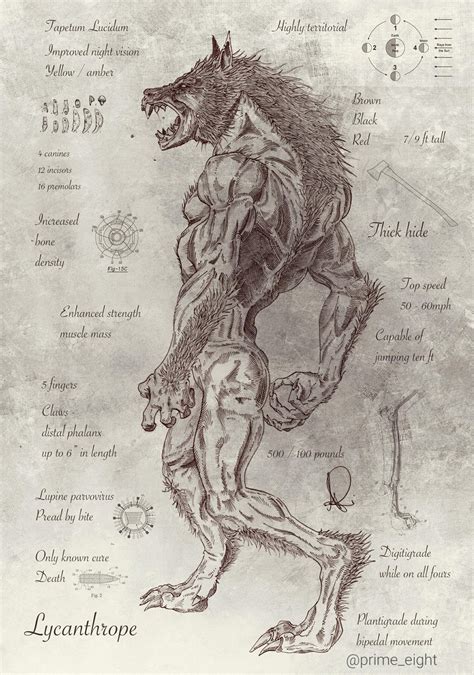 Licantropo Parte Hombre Parte Bestia Mythical Creatures Art