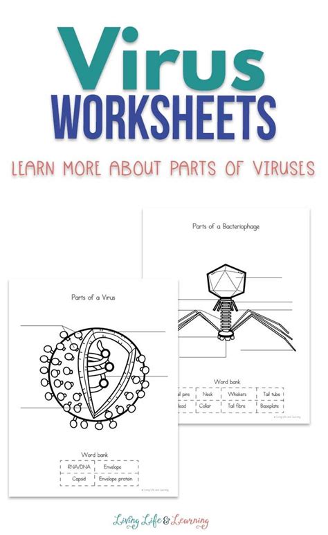 Viruses Vs Bacteria Worksheet