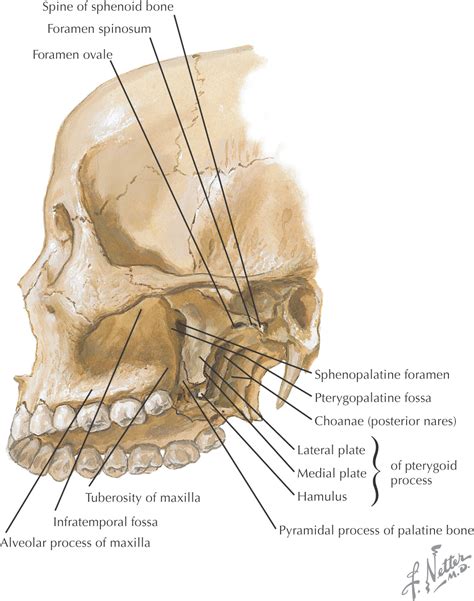 Skull Foramen Anatomy
