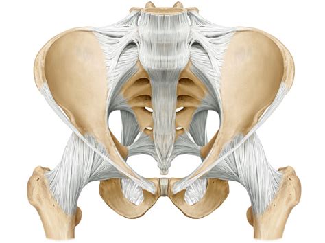 Posterior Pelvis Anatomy Muscles Posterior Pelvis Anatomy Muscles