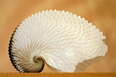 Paper Nautilus This Is A Shell That Is Very Fragile It Is Flickr