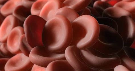 Nei soggetti affetti dalla malattia i globuli rossi vanno incontro ad un processo di distruzione, provocando l'anemia. Talassemia - O que é, Causas, Sintomas e Tratamentos ...