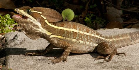 Brown Basilisk Facts And Pictures Reptile Fact
