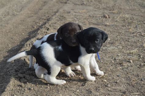 Black And White Spotted Puppies Hunting Dogs