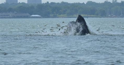 More Whale Sightings In Long Island Sound