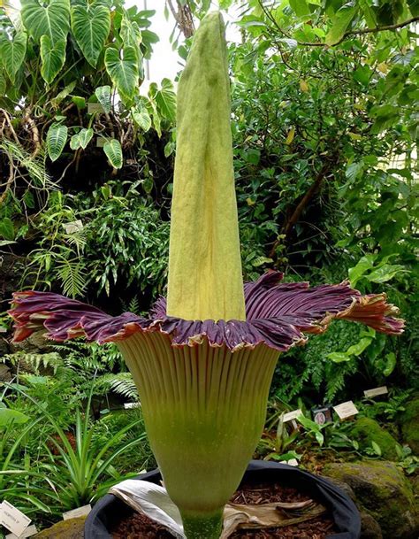 Top 10 Rarest Flower Types In The World Rare Flowers Stinky