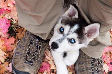 It's no wonder that people love to make graphics and memes using them as the feature of the image. How Much Do Husky Puppies Cost? Tips for Buying + What To Expect