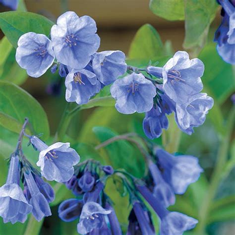 Gardens Alive Virginia Bluebells Plant 2 Pack 63015 The Home Depot