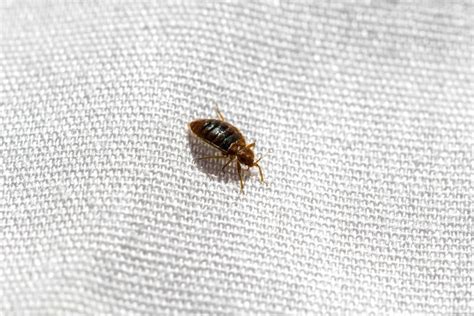 Will Bed Bugs Bite My Dog