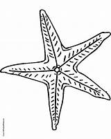 Starfish Coloring Drawing Outline Sheet Getdrawings sketch template