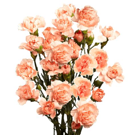 100 Stems Of Orange Spray Carnations Beautiful Fresh Cut Flowers