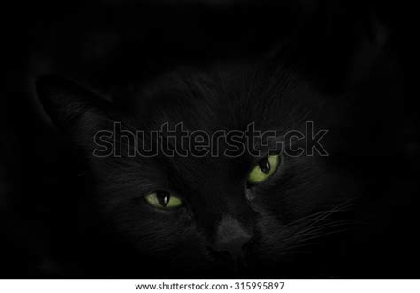 Black Cat Green Eyes Stock Photo 315995897 Shutterstock