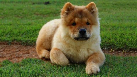 Chow Chow All Facts About The Noble Dog Breed Petmoo