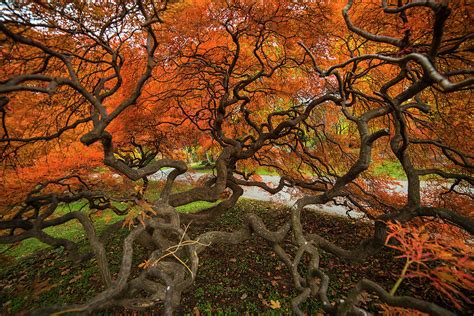 Mount Auburn Cemetery Beautiful Japanese Maple Tree Orange