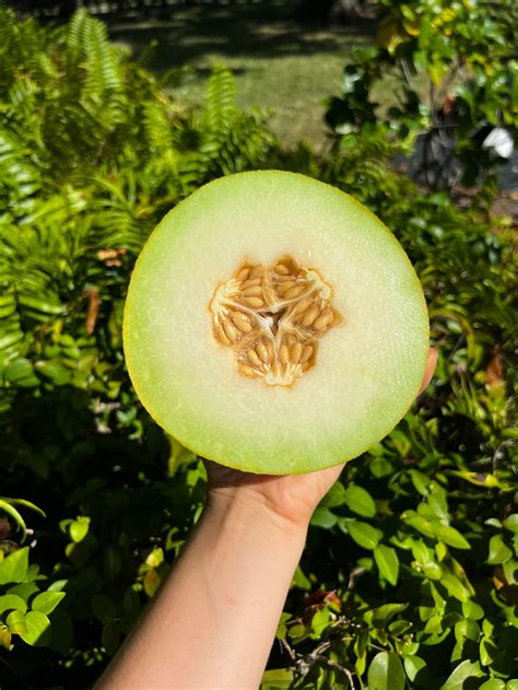 Summer Kiss Melon Fruits N Cahoots