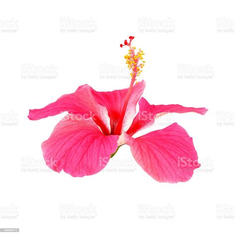 Pink Hibiscus Flower Isolated On White Background Stock Photo