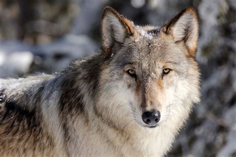 Book explores the fall and rise of wolves at Yellowstone, and how the ...