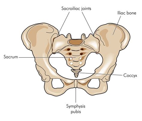 Bones of the pelvis and lower back. The Sacrum and Coccyx