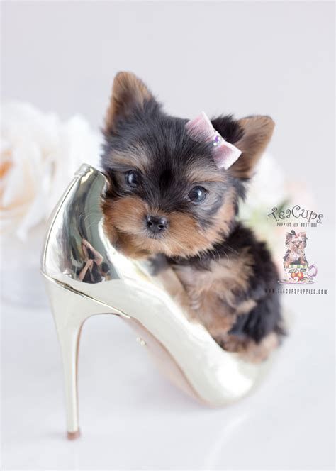 Cute pet club on instagram: Teacup Puppy Breeds For Sale | Teacup Puppies & Boutique