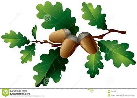 Oak Leaves And Acorns Stock Vector Image Of Flora Tree