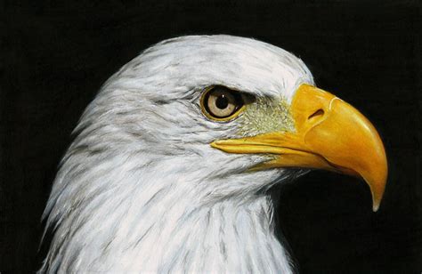 Bald Eagle Hyperrealistic Drawing Drawing Sketches Pencil Drawings