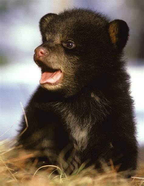 Scared Cubs And Crying Babies Sound Alike North American Bear