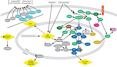 Cell Cycle Regulation Pathways Cell Signaling Technology