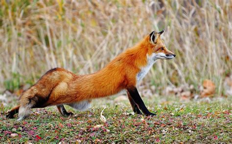 Red Fox Vulpes Vulpes Pgcps Mess Reform Sasscer Without Delay