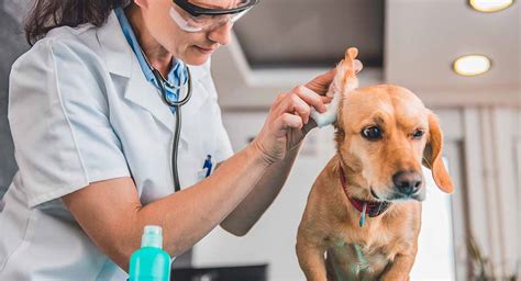 How To Clean Dogs Ears A Complete Guide To Cleaning Your Dogs Ears