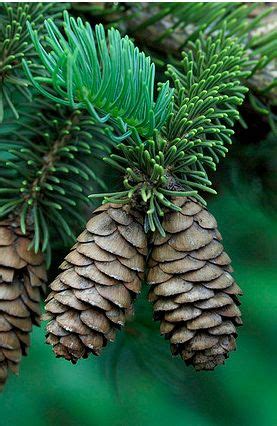Tree fruit pine banque d'images. Fresh Pine... Maine is the Pine Tree State. I I think this ...