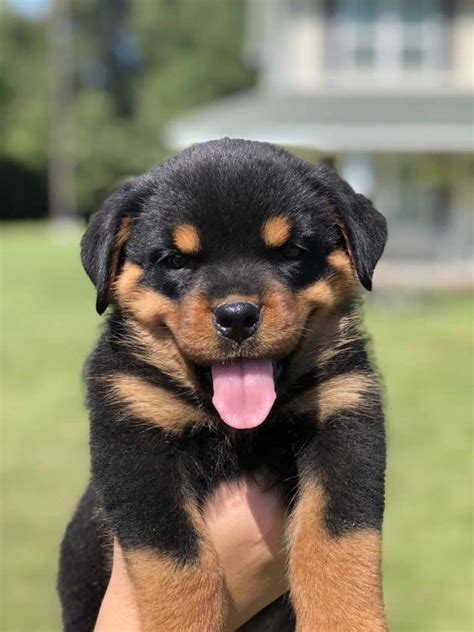 Browse cute pups for sale listed near you. ROTTWEILER PUPPIES FOR SALE IN ALABAMA - Mississippi ...
