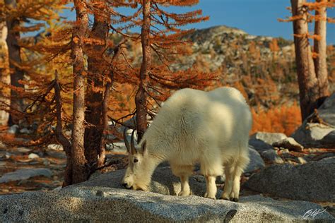 M279 Mountain Goat In The Enchantments Alpine Lakes Wilderness